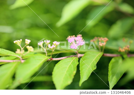 Cute purple jasmine flowers 131046406