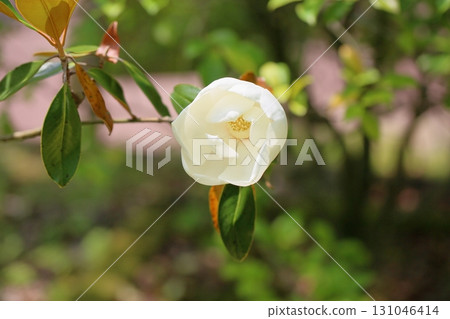 Black Wintersweet Flower White Dress 131046414