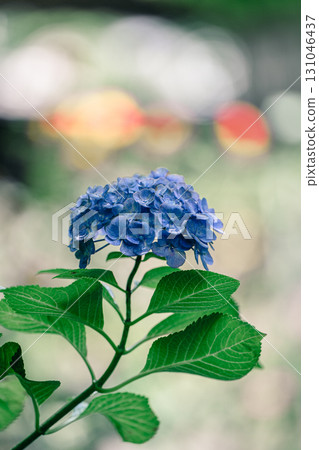 繡球花與散景背景 繡球花與散景背景 131046437