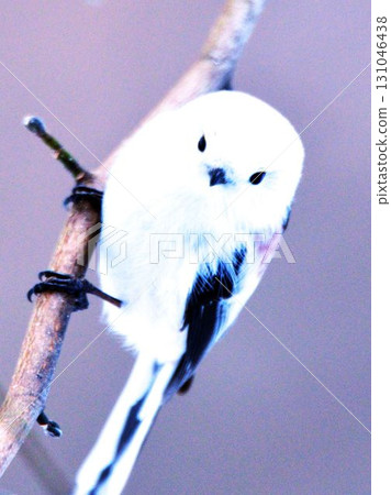 一隻可愛的野鳥,長尾山雀 一隻可愛的野鳥,長尾山雀 131046438