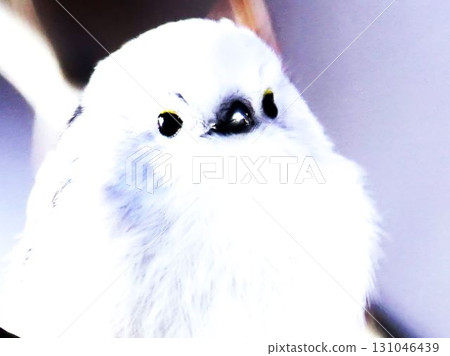 一隻可愛的野鳥，長尾山雀 131046439
