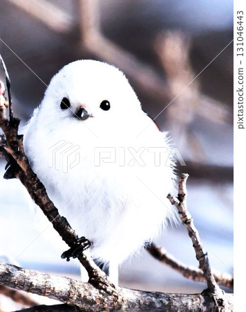 一隻可愛的野鳥，長尾山雀 131046443