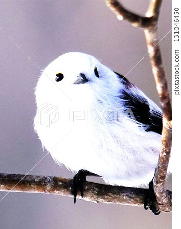 A cute wild bird, the long-tailed tit 131046450