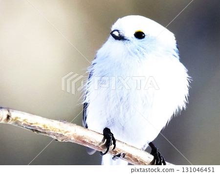 A cute wild bird, the long-tailed tit A cute wild bird, the long-tailed tit 131046451