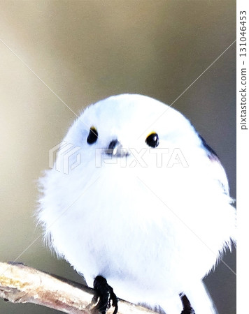 A cute wild bird, the long-tailed tit 131046453