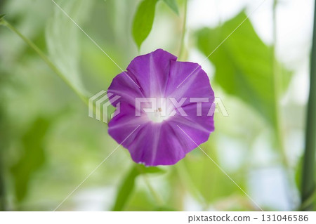Beautiful morning glories, a popular plant in Japan 131046586