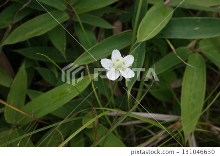 The Japanese quince flowers blooming on the Kirigamine Plateau are characterized by their delicate appearance resembling white plum blossoms, and brighten up the grasslands of the plateau from summer to autumn. 131046630