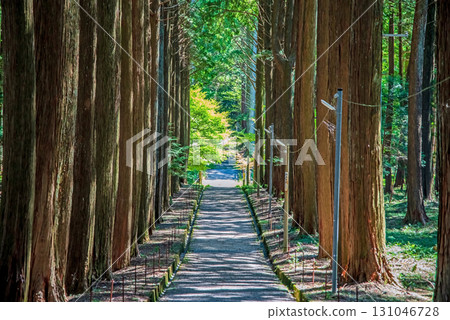 Odaka Kannon Temple: The approach through a grove of cypress trees (Komono Town, Mie County, Mie Prefecture) Odaka Kannon Temple: The approach through a grove of cypress trees (Komono Town, Mie County, Mie Prefecture) 131046728