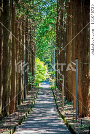 大高觀音寺:穿過柏樹林的參道(三重縣三重縣菰野町) 大高觀音寺:穿過柏樹林的參道(三重縣三重縣菰野町) 131046729