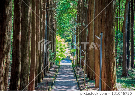 Odaka Kannon Temple: The approach through a grove of cypress trees (Komono Town, Mie County, Mie Prefecture) 131046730