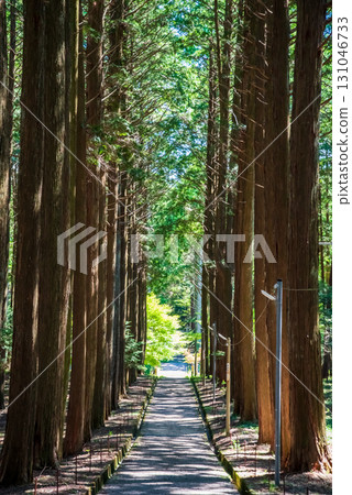 Odaka Kannon Temple: The approach through a grove of cypress trees (Komono Town, Mie County, Mie Prefecture) 131046733