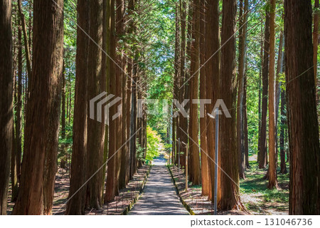 Odaka Kannon Temple: The approach through a grove of cypress trees (Komono Town, Mie County, Mie Prefecture) Odaka Kannon Temple: The approach through a grove of cypress trees (Komono Town, Mie County, Mie Prefecture) 131046736