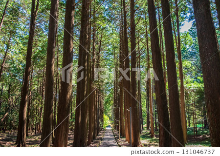大高觀音寺：穿過柏樹林的參道（三重縣三重縣菰野町） 131046737