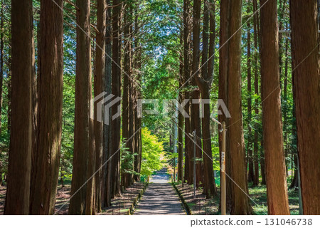 Odaka Kannon Temple: The approach through a grove of cypress trees (Komono Town, Mie County, Mie Prefecture) Odaka Kannon Temple: The approach through a grove of cypress trees (Komono Town, Mie County, Mie Prefecture) 131046738