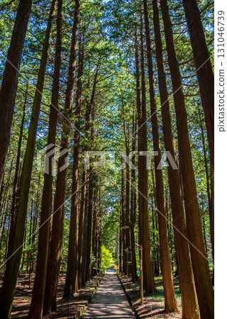 Odaka Kannon Temple: The approach through a grove of cypress trees (Komono Town, Mie County, Mie Prefecture) Odaka Kannon Temple: The approach through a grove of cypress trees (Komono Town, Mie County, Mie Prefecture) 131046739