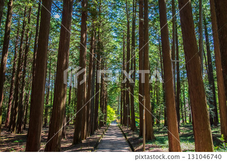 Odaka Kannon Temple: The approach through a grove of cypress trees (Komono Town, Mie County, Mie Prefecture) Odaka Kannon Temple: The approach through a grove of cypress trees (Komono Town, Mie County, Mie Prefecture) 131046740