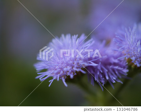 九月盛開的可愛藿香薊花 九月盛開的可愛藿香薊花 131046786