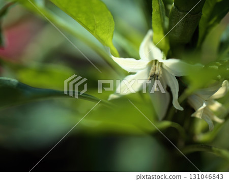 Small, pretty white pepper flowers blooming in September 131046843
