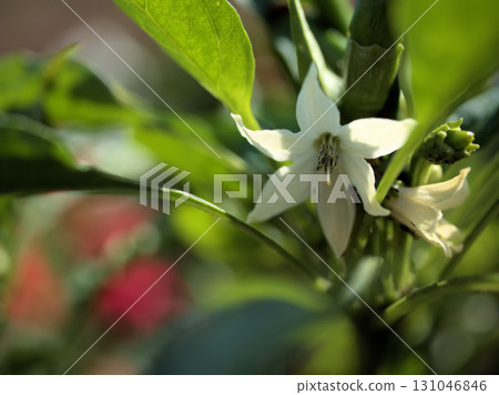 九月盛開的小而美麗的白胡椒花 九月盛開的小而美麗的白胡椒花 131046846