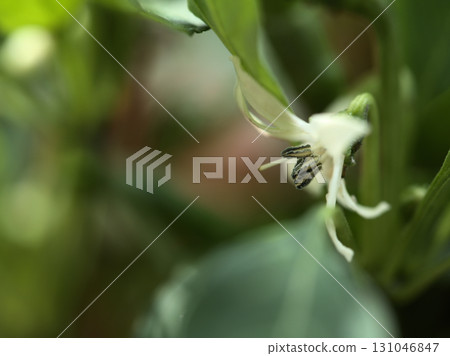 九月盛開的小而美麗的白胡椒花 九月盛開的小而美麗的白胡椒花 131046847