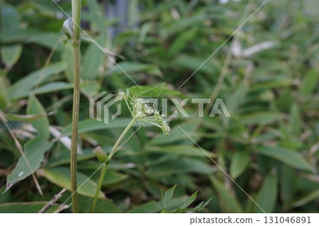 Summer creatures that can be seen on the Kirigamine Plateau. A morning glory cricket rests on the angelica tree flowers, giving a sense of the workings of nature in the grassland. 131046891