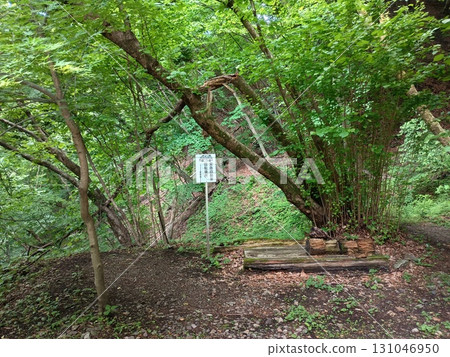 森林中泥土小路旁的指示牌和木凳，以及鋪滿落葉和鵝卵石的休息區 131046950