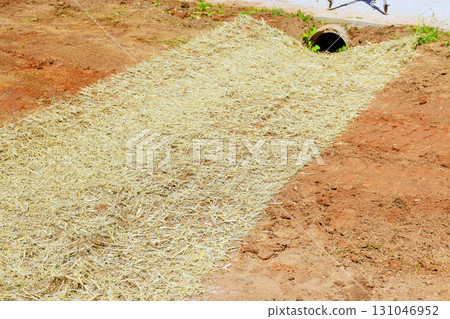 Straw mat is placed over bare soil to prevent erosion, located by drainage pipe under after sowing grass 131046952