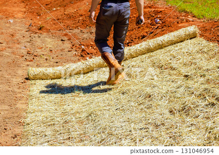Man in boots walks on newly laid straw covering after sowing grass agricultural field. 131046954