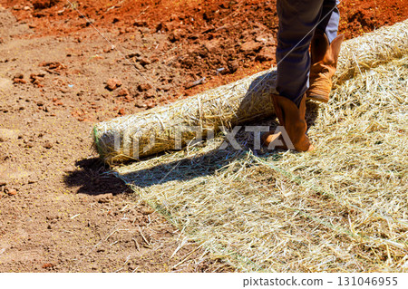 Contractor rolls out large straw blanket on bare soil after sowing grass to prevent erosion 131046955