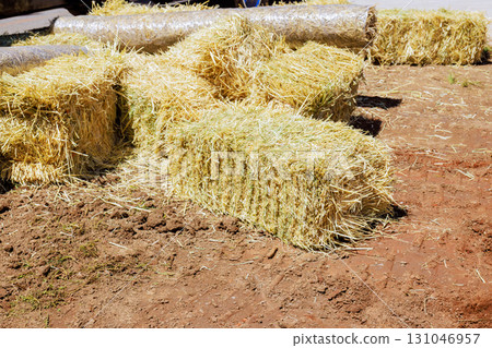 Straw bales are arranged on brown soil in field on to prevent erosion with after sowing grass 131046957