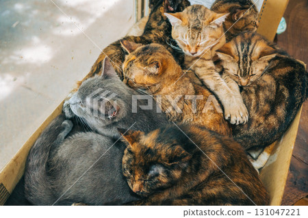 紙箱裡有許多混種貓 紙箱裡有許多混種貓 131047221