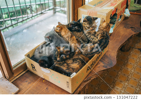 Many mixed breed cats in a cardboard box 131047222