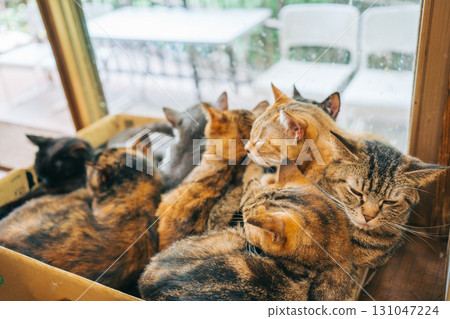 紙箱裡有許多混種貓 131047224