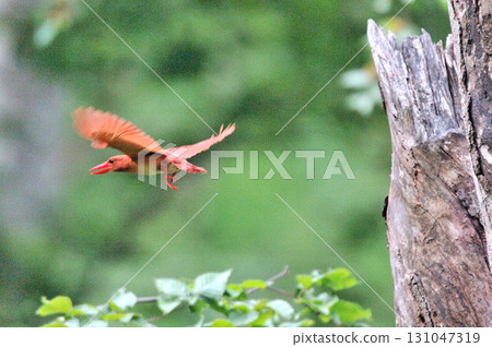 一隻赤翠鳥飛進森林深處 131047319