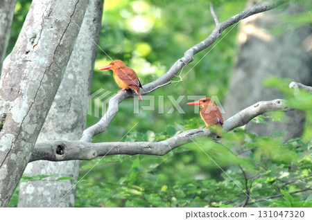 一對赤翠鳥棲息在兩根樹枝上 一對赤翠鳥棲息在兩根樹枝上 131047320