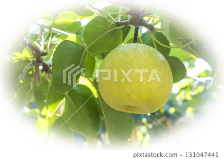 Nijisseiki Pear（鳥取縣百合濱町） 131047441