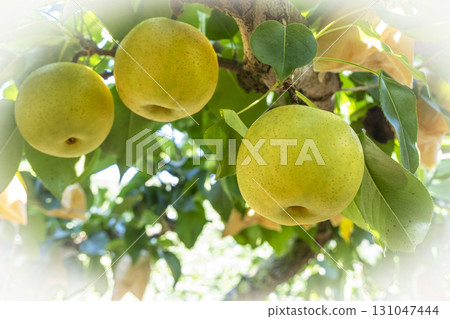 Nijisseiki Pear（鳥取縣百合濱町） 131047444