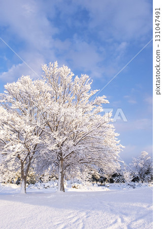 多哥湖周邊公園的雪景 131047491