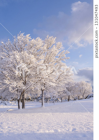 多哥湖周邊公園的雪景 131047493