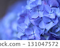 Blue hydrangea 131047572