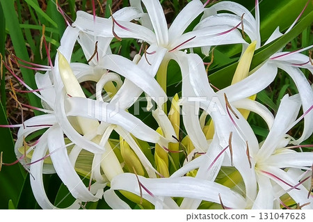 文殊蘭向上圖形材料 131047628