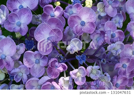 Close-up of hydrangeas, Uzu-hydrangea, Otafuku-hydrangea, bird's-eye view Close-up of hydrangeas, Uzu-hydrangea, Otafuku-hydrangea, bird's-eye view 131047631