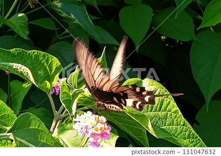Chinese swallowtail butterfly sucking nectar from a flower 131047632