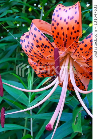 虎皮百合的特寫鏡頭。 虎皮百合的特寫鏡頭。 131047633