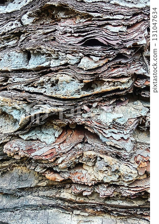 棕櫚樹皮加那利群島圖形材料 131047634