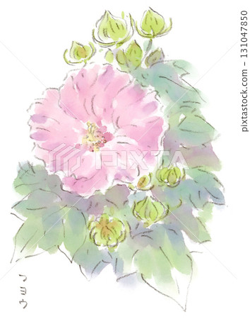A watercolor illustration of a summer to autumn plant, the soft petals of Hibiscus rosa (Hibiscus rose) 131047850