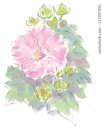 A watercolor illustration of a summer to autumn plant, the soft petals of Hibiscus rosa (Hibiscus rose) 131047851