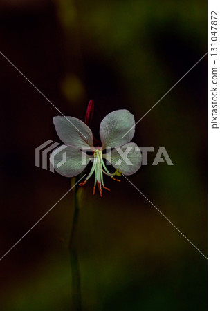 pretty gaura flower 131047872