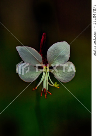 Red Gaura flower Red Gaura flower 131047875