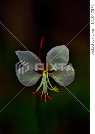 White Gowra's Flower White Gowra's Flower 131047876